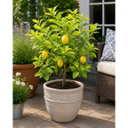 Harvey Lemon Tree (FL) live fruit plant
