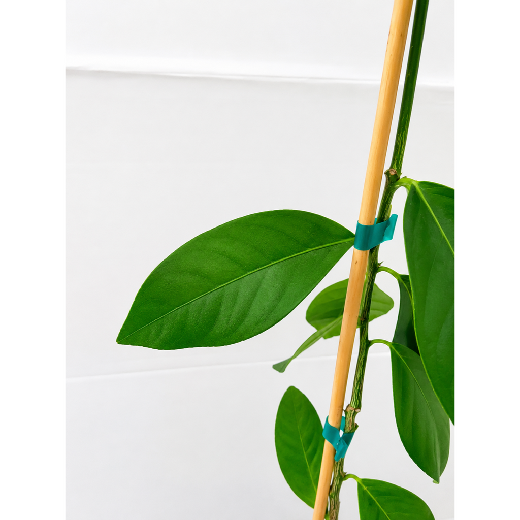 Harvey Lemon Tree (FL) live fruit plant