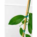 Harvey Lemon Tree (FL) live fruit plant