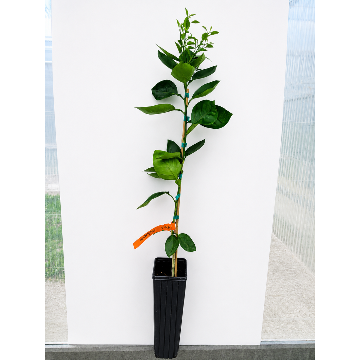 Valencia Orange Tree — Sweet Juicing Citrus live plant