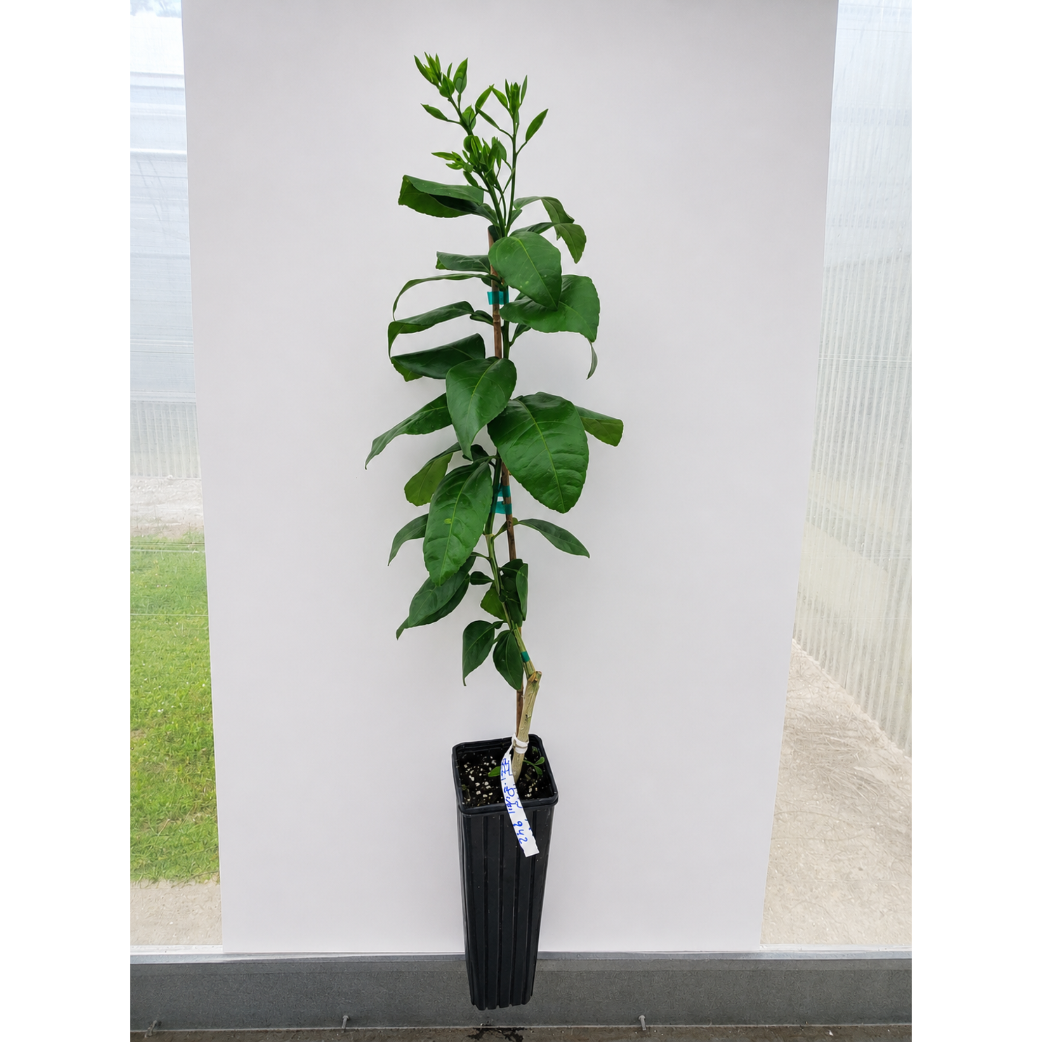 Ray Ruby Grapefruit Tree (FL) live fruit plant