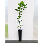 Persian Bearss Lime Tree — Seedless Patio Citrus live plant