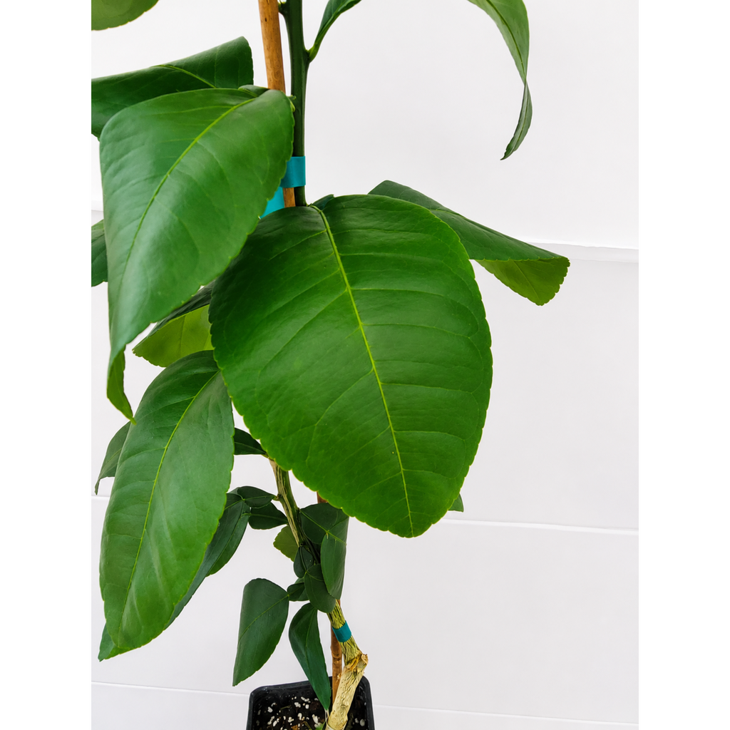 Ray Ruby Grapefruit Tree (FL) live fruit plant