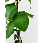 Ray Ruby Grapefruit Tree (FL) live fruit plant