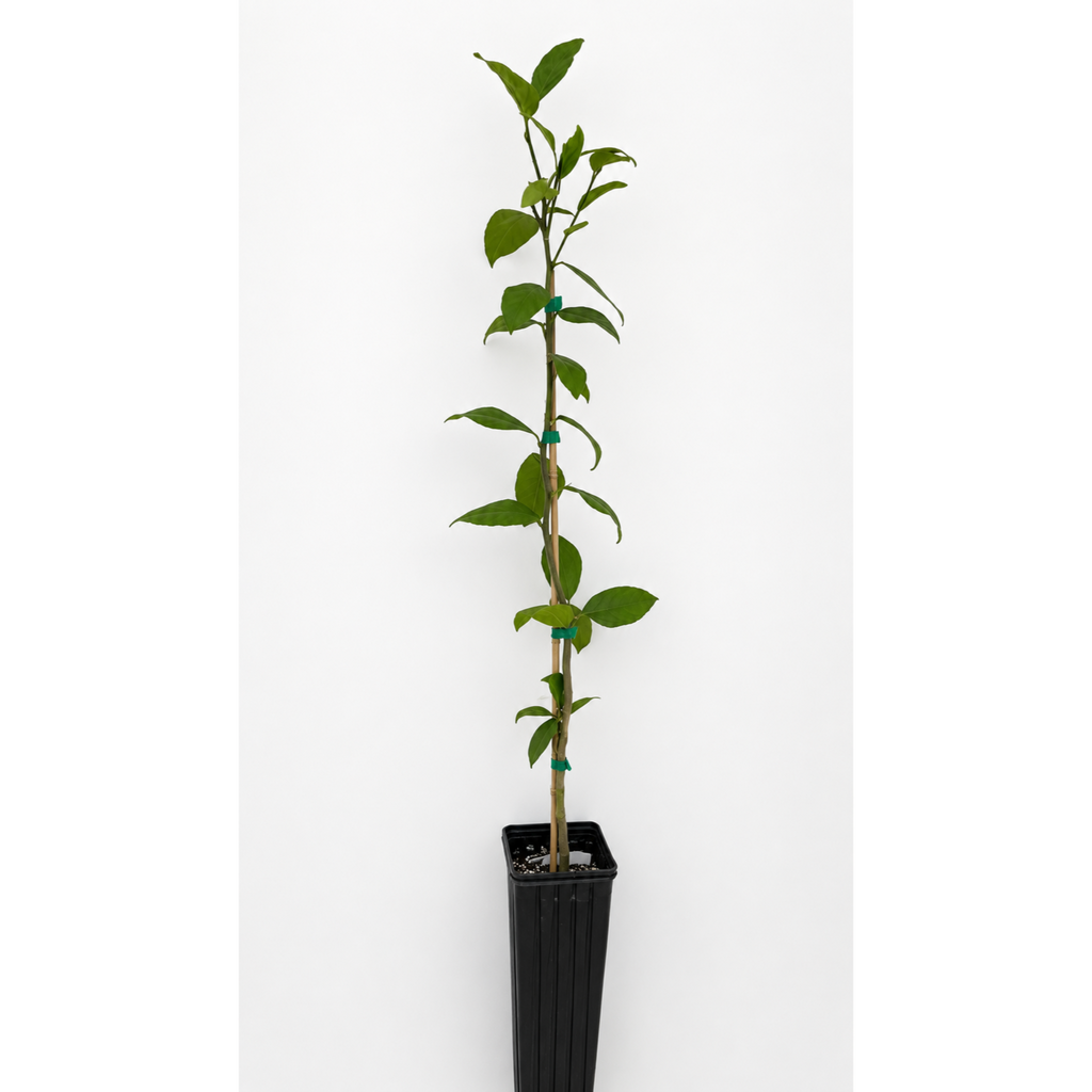 Improved Meyer Lemon Tree — Patio Citrus Tree live plant