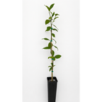Improved Meyer Lemon Tree — Patio Citrus Tree live plant