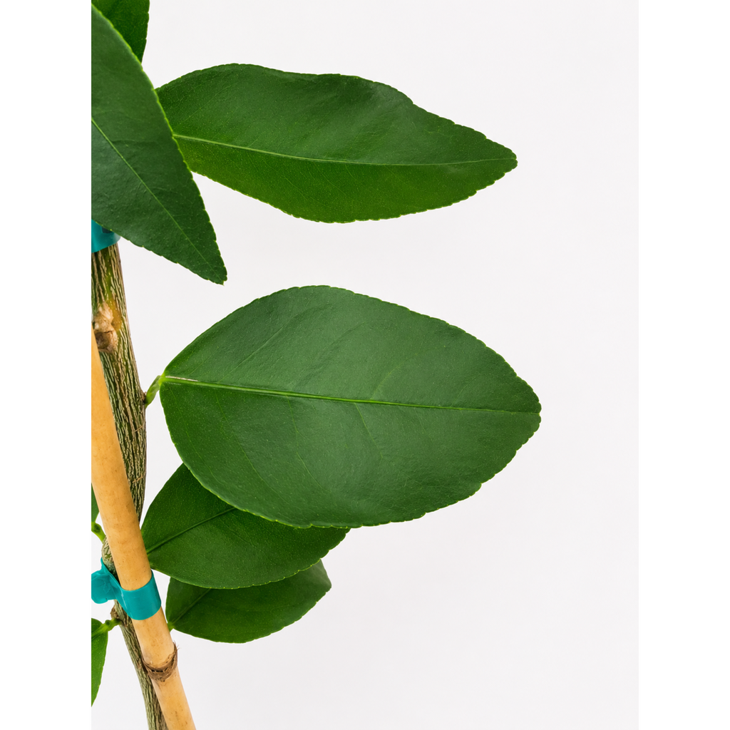 Persian Bearss Lime Tree — Seedless Patio Citrus live plant