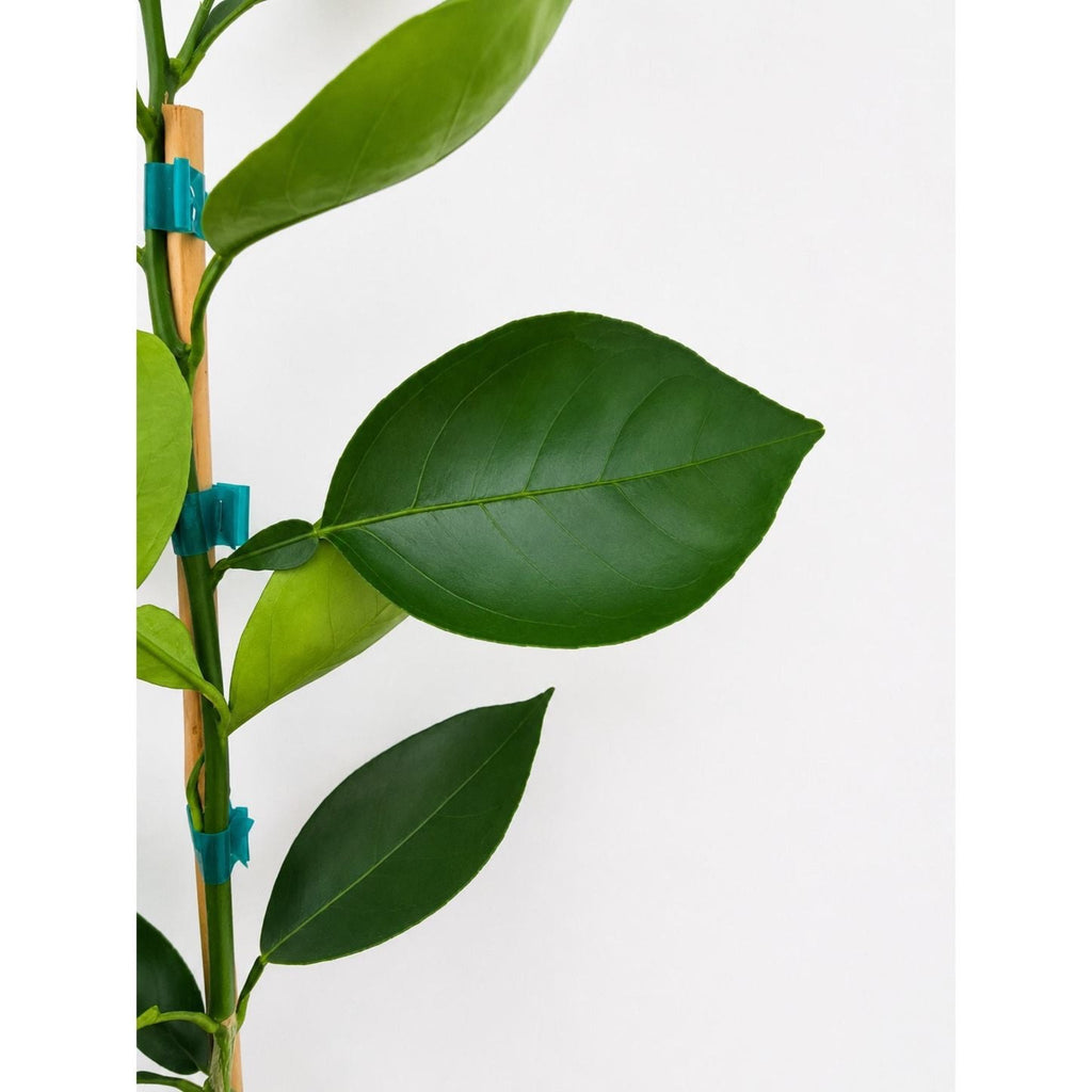 Valencia Orange Tree — Sweet Juicing Citrus live plant