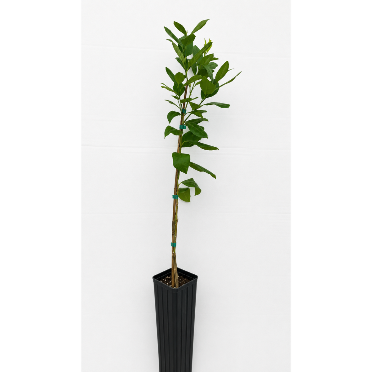 Bearss Lemon Tree — Productive Patio Citrus live plant