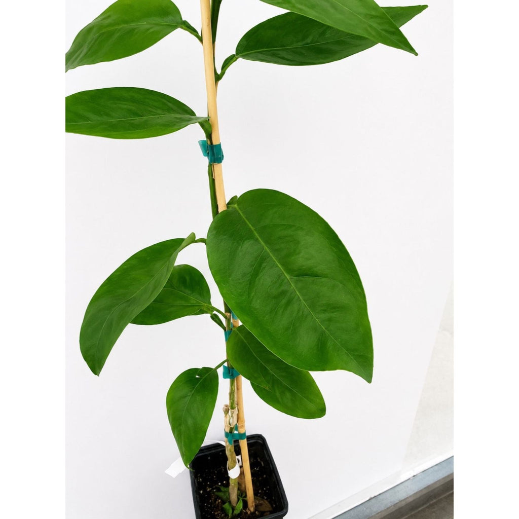 Westin Orange Tree (FL) live fruit plant