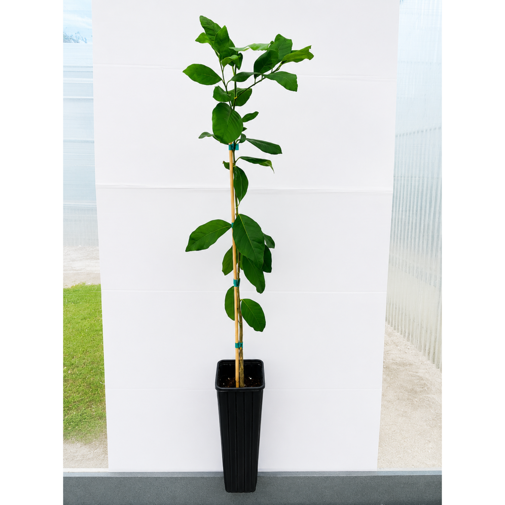Harvey Lemon Tree (FL) live fruit plant