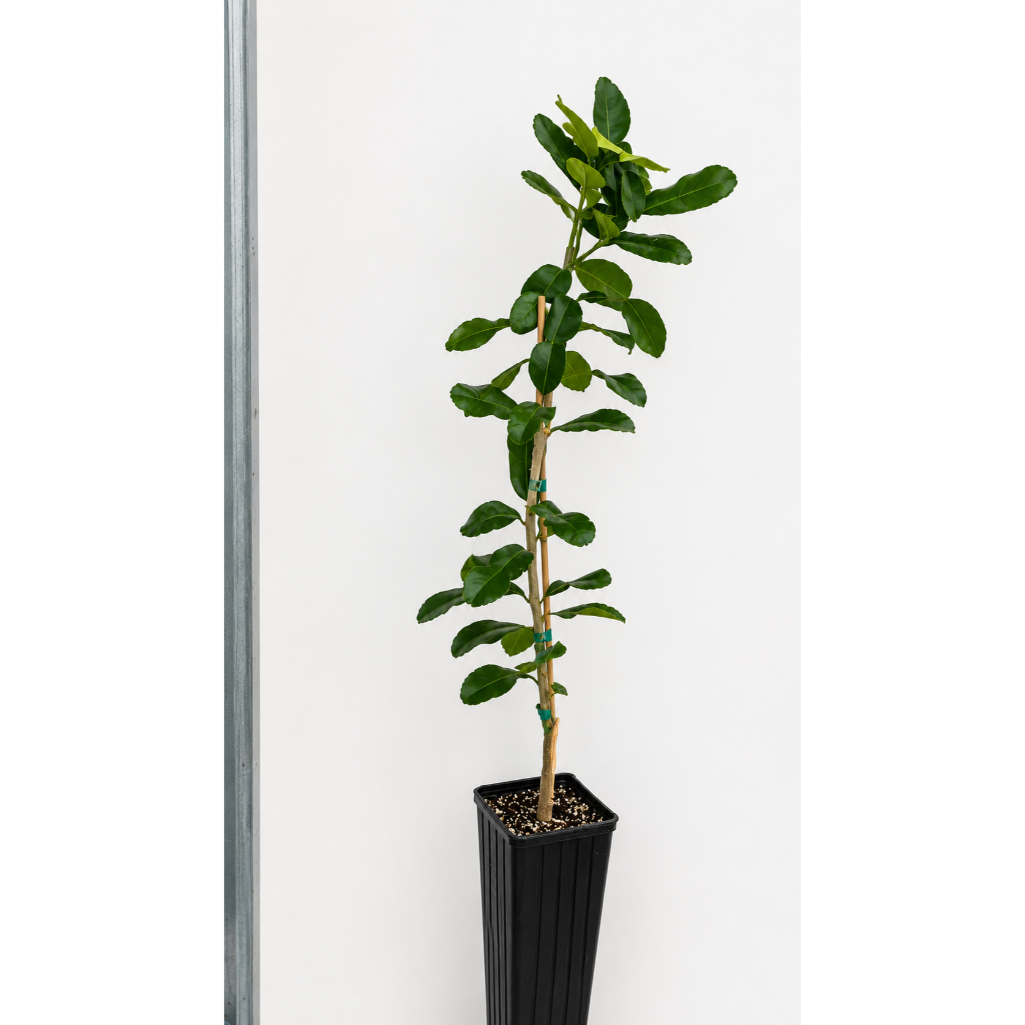 Kaffir Lime Tree live fruit plant