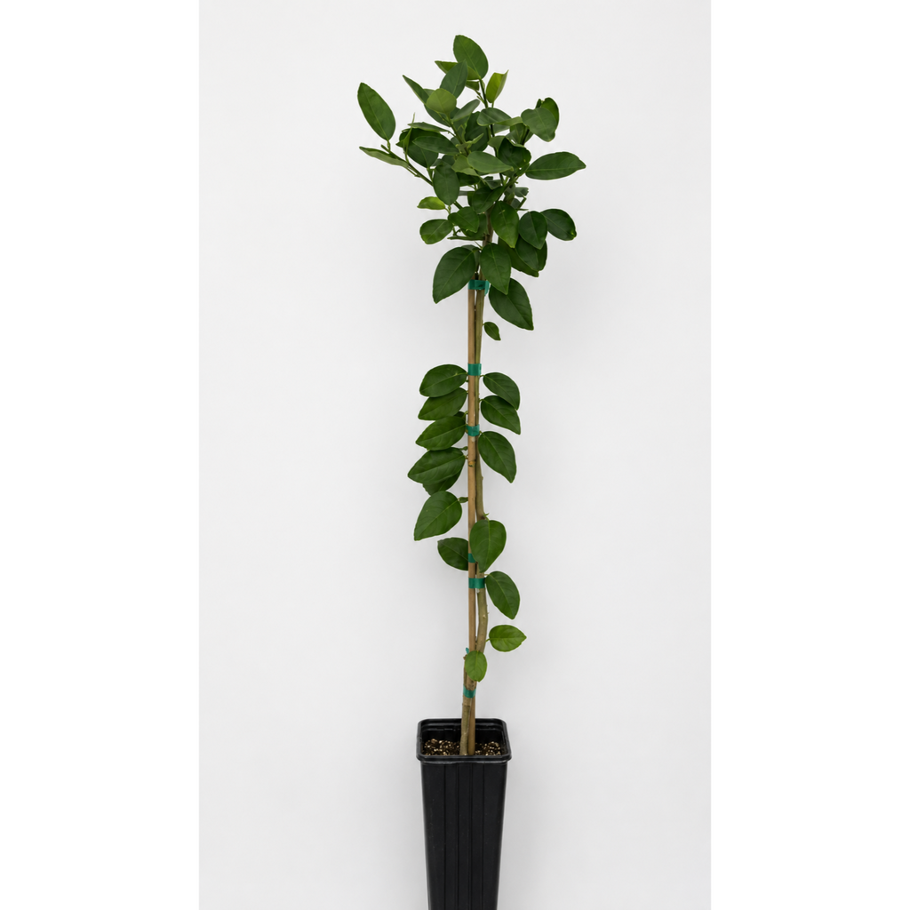 Key Lime Tree — Patio Citrus Tree live plant