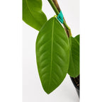 Bearss Lemon Tree — Productive Patio Citrus live plant