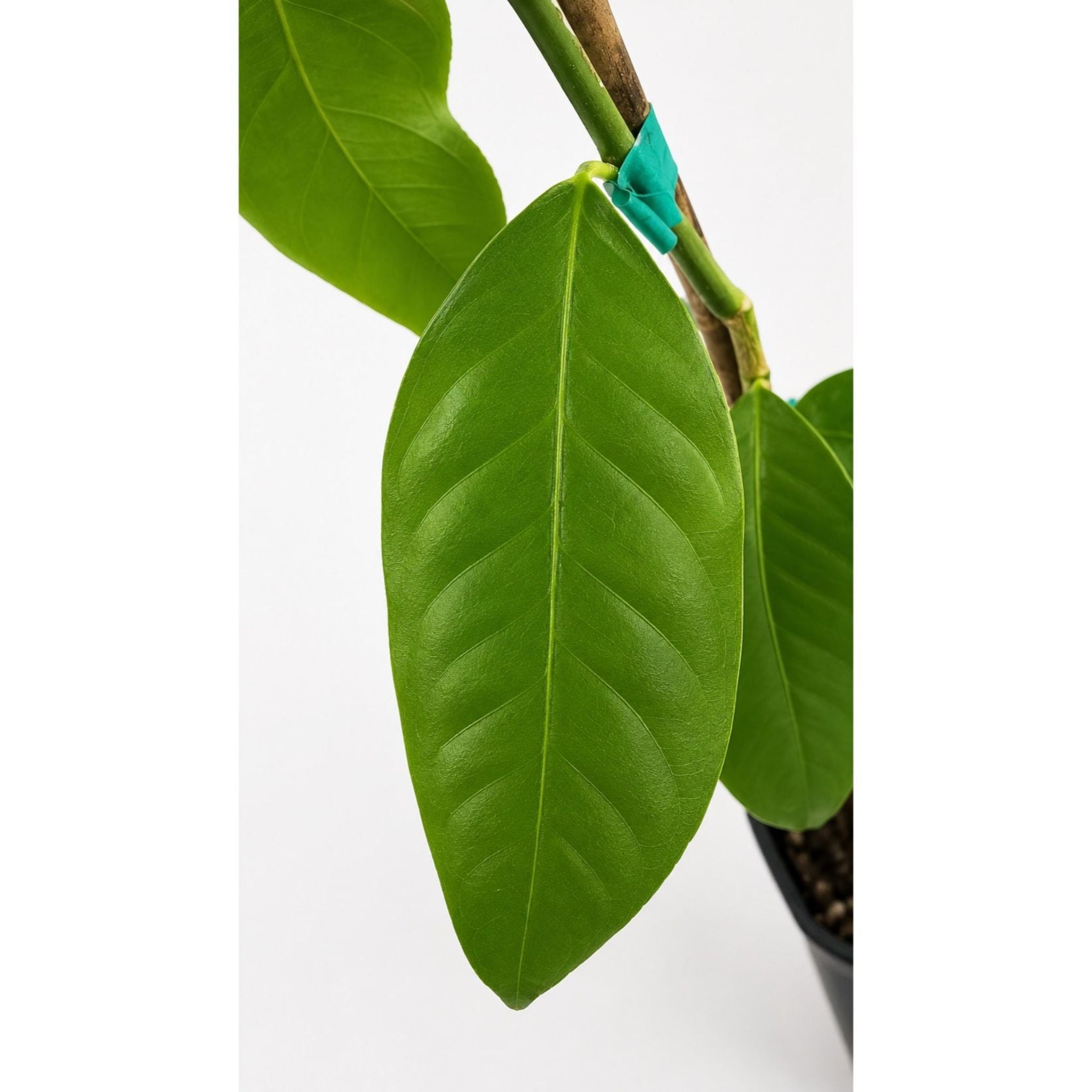Bearss Lemon Tree — Productive Patio Citrus live plant