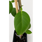Key Lime Tree — Patio Citrus Tree live plant