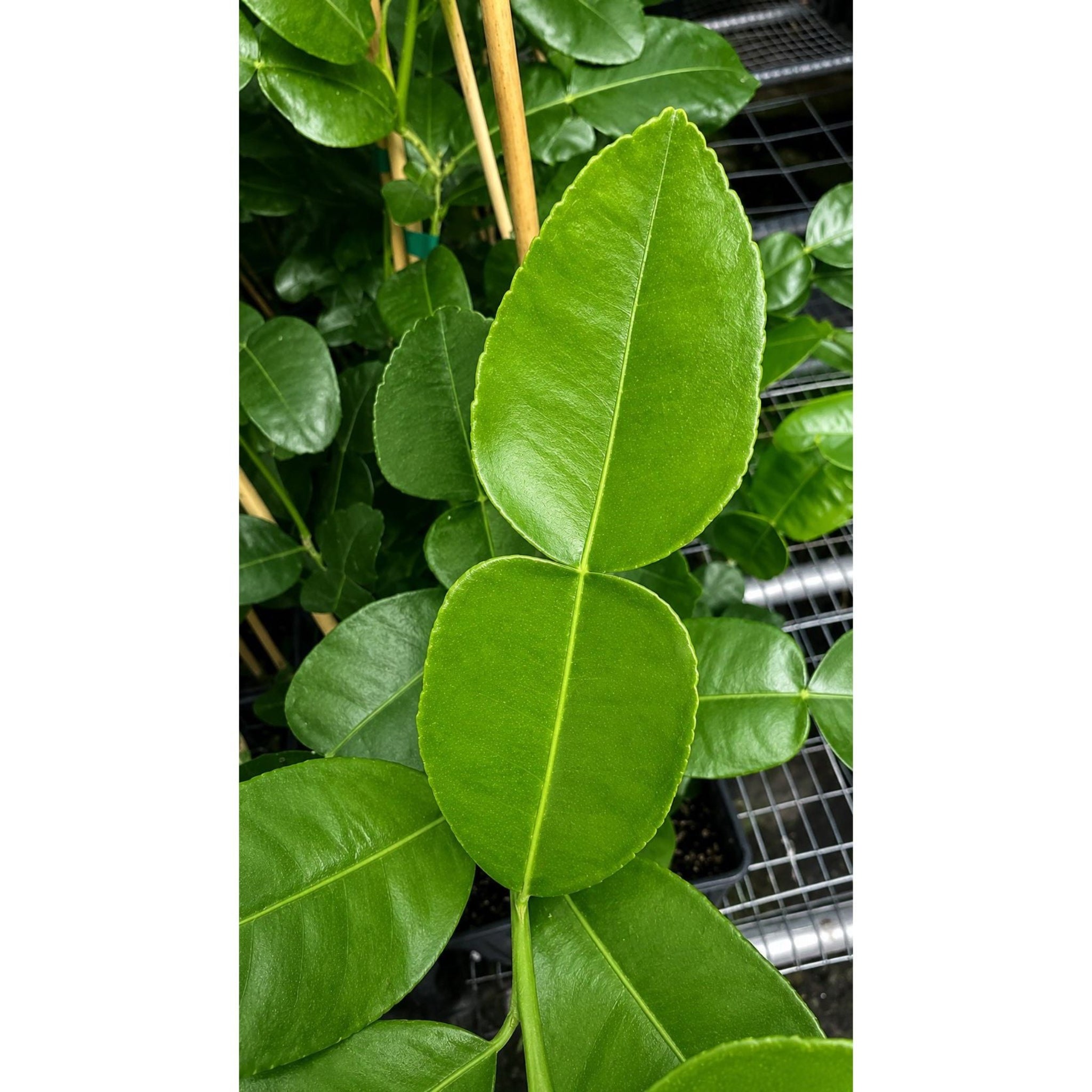 Kaffir Lime Tree live fruit plant