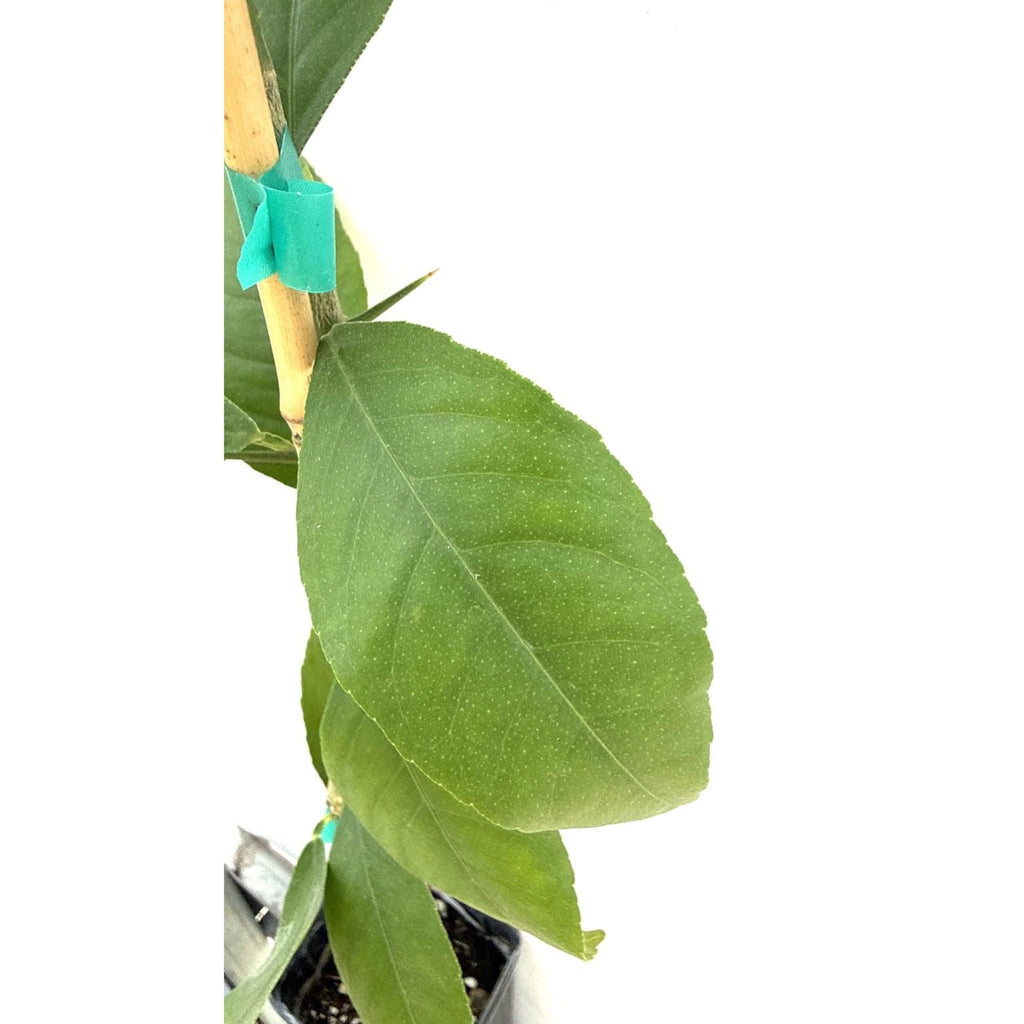 Improved Meyer Lemon Tree — Patio Citrus Tree live plant