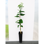 Westin Orange Tree (FL) live fruit plant