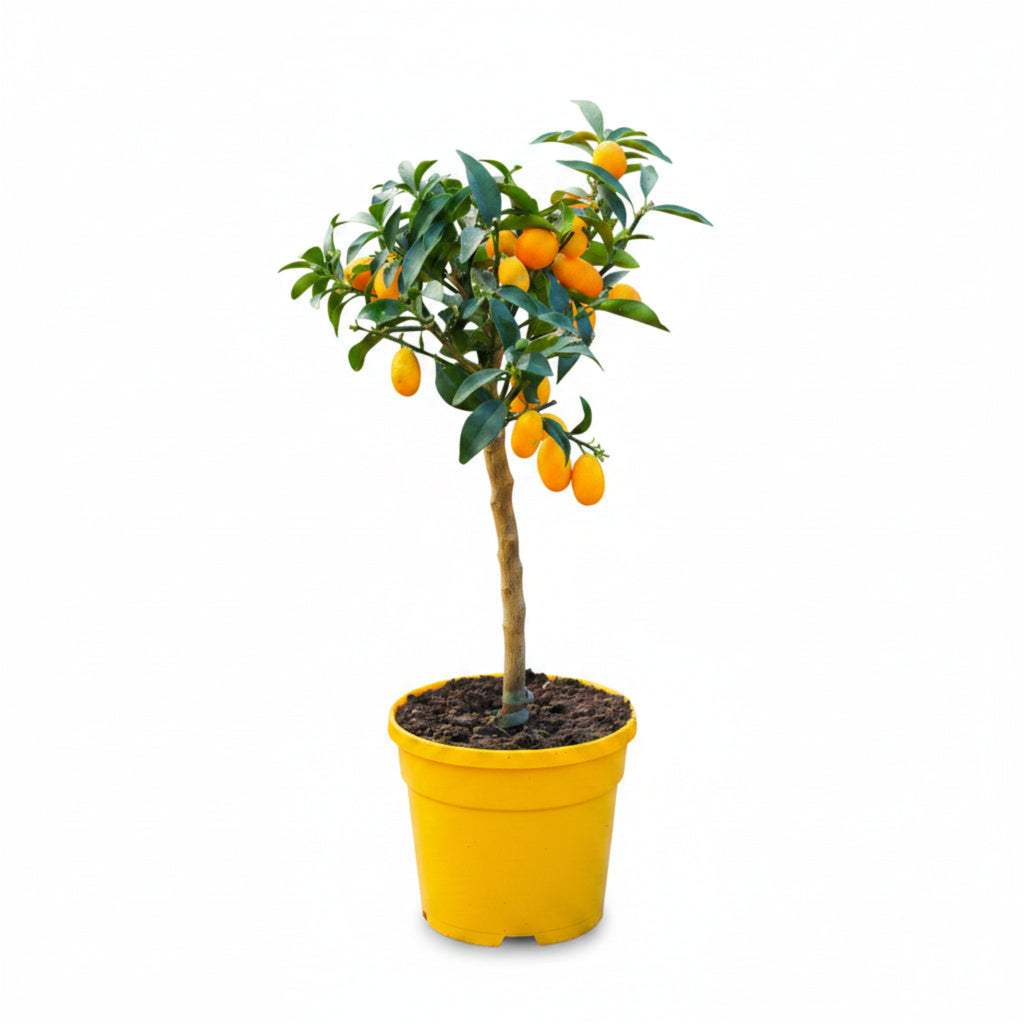 Nagami Kumquat Tree live fruit plant