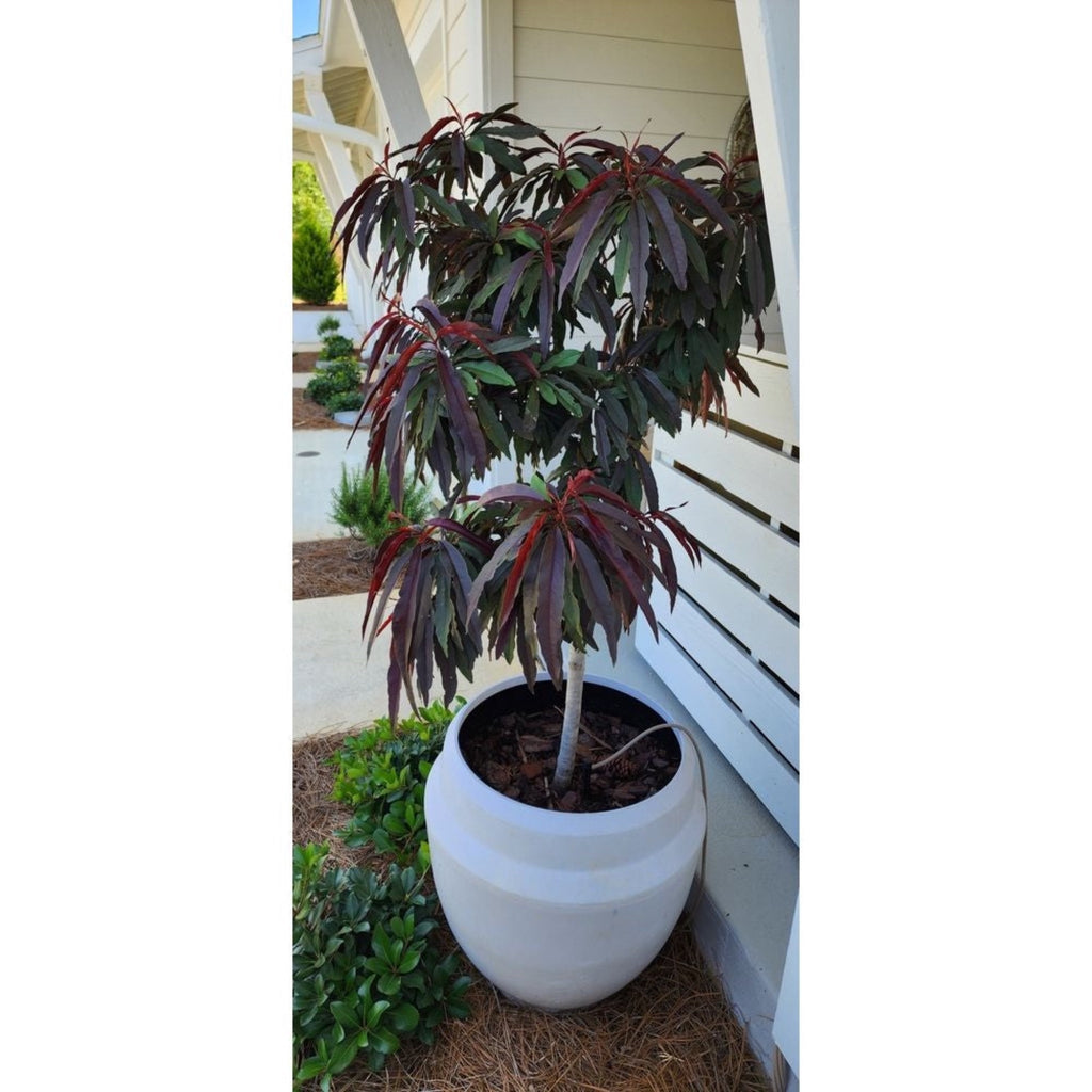 Bonfire Patio Peach live fruit plant