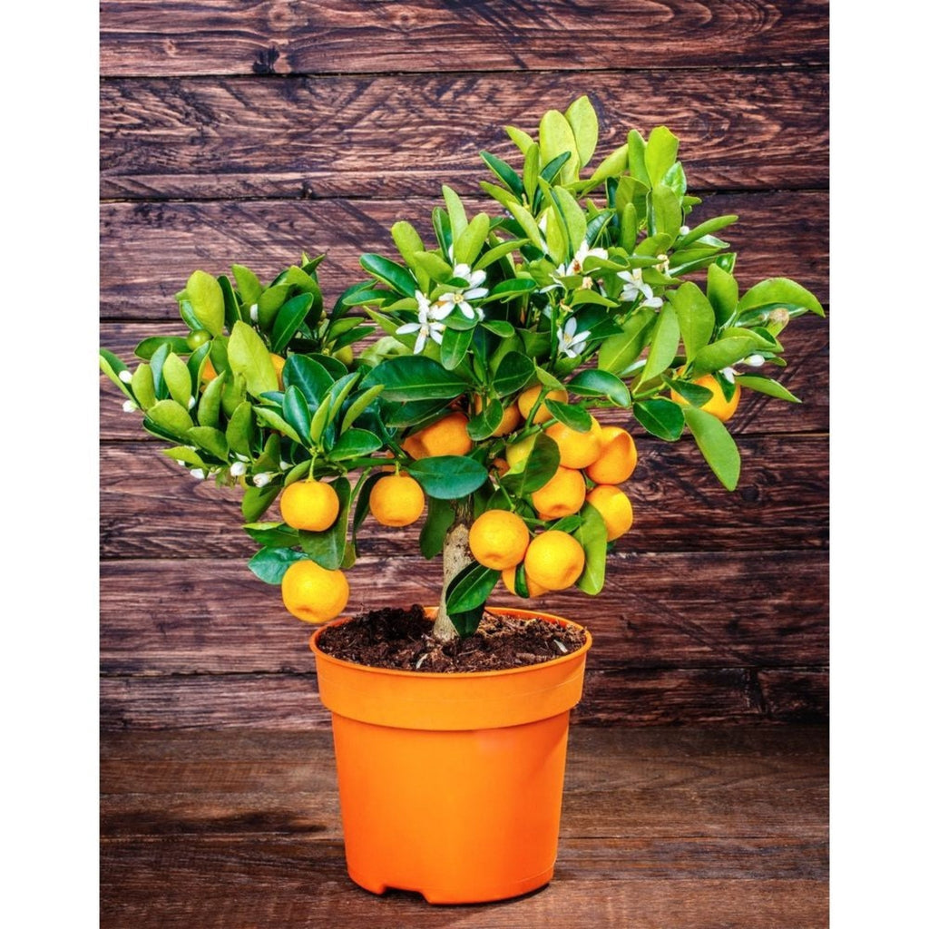 California Honey Mandarin Tree live fruit plant