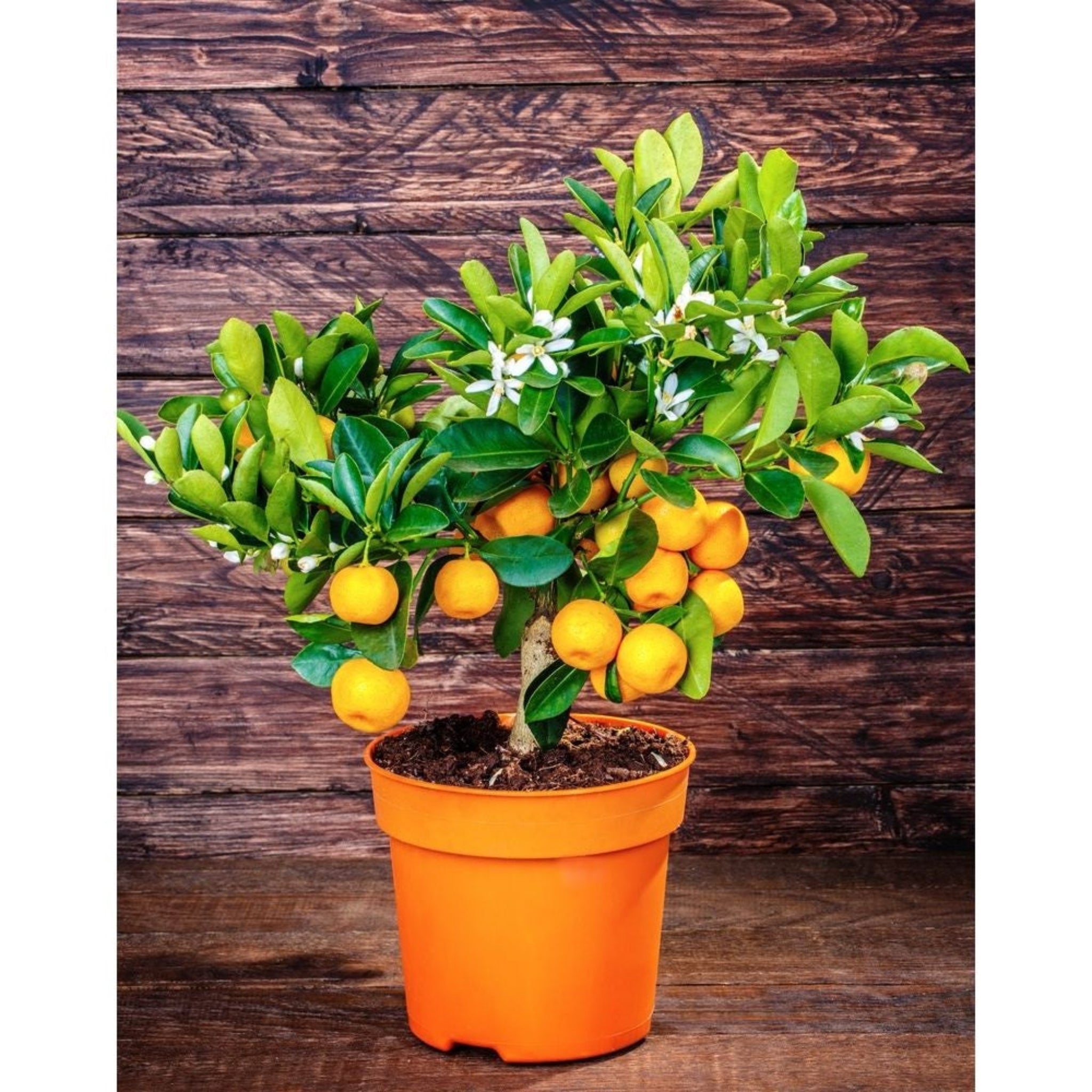California Honey Mandarin Tree live fruit plant