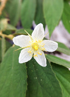 Red Strawberry Tree — Jamaican Cherry