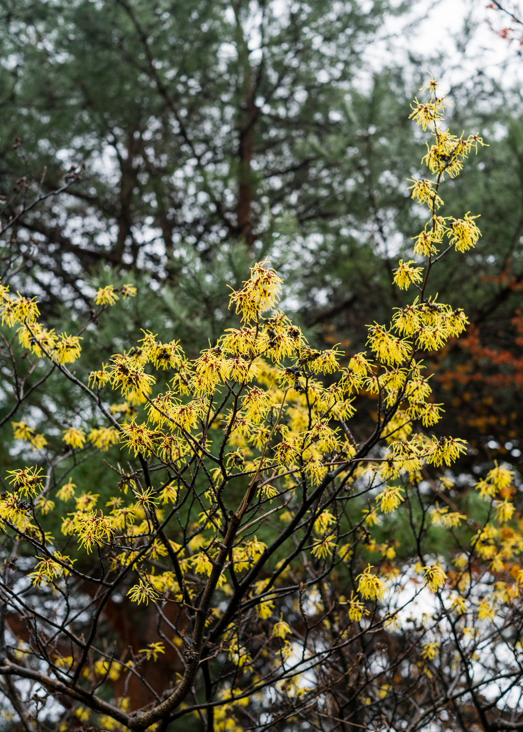 American Witch Hazel — Yellow-Flowering Shrub