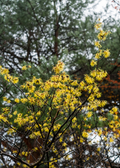 American Witch Hazel — Yellow-Flowering Shrub