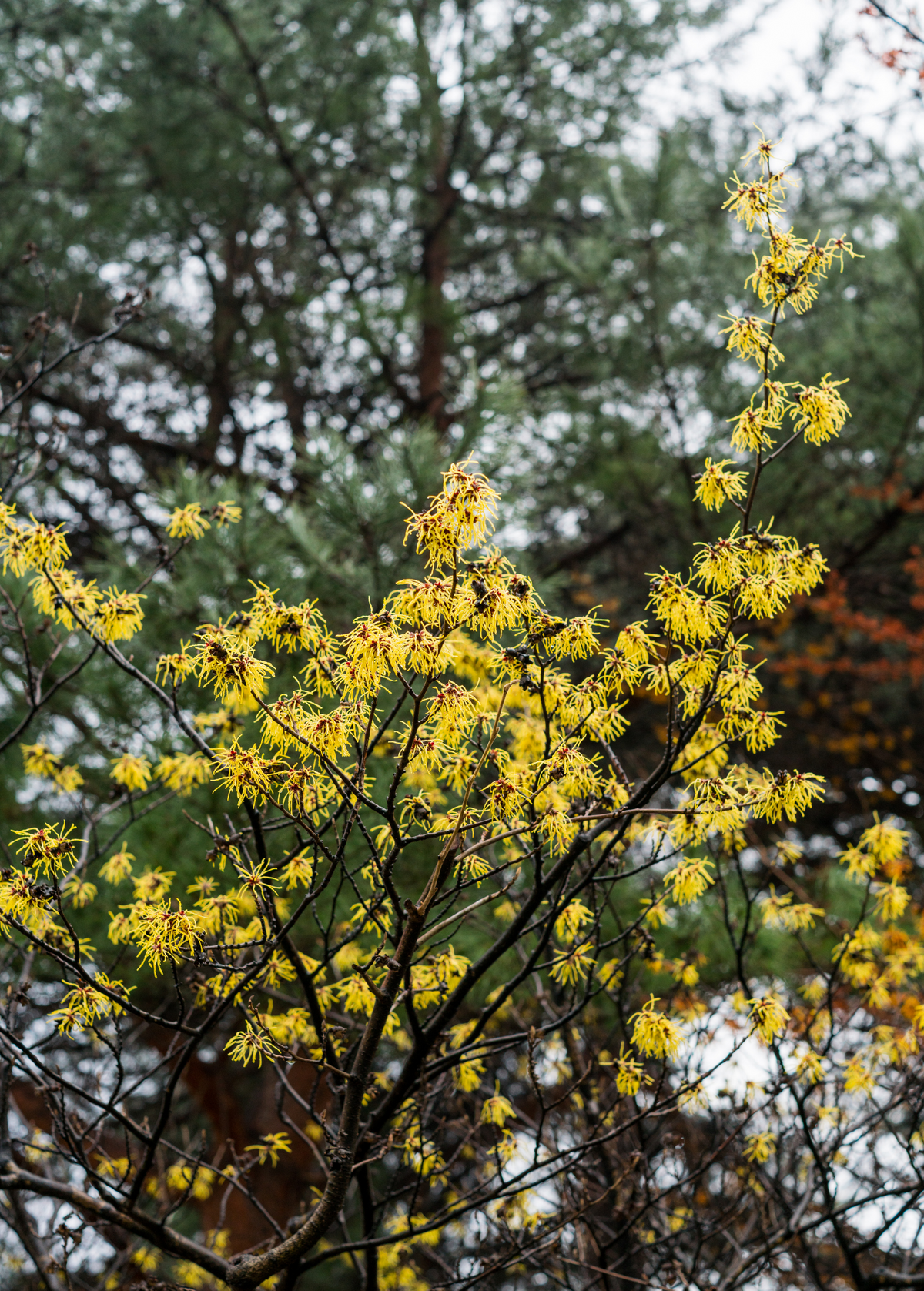 American Witch Hazel — Yellow-Flowering Shrub