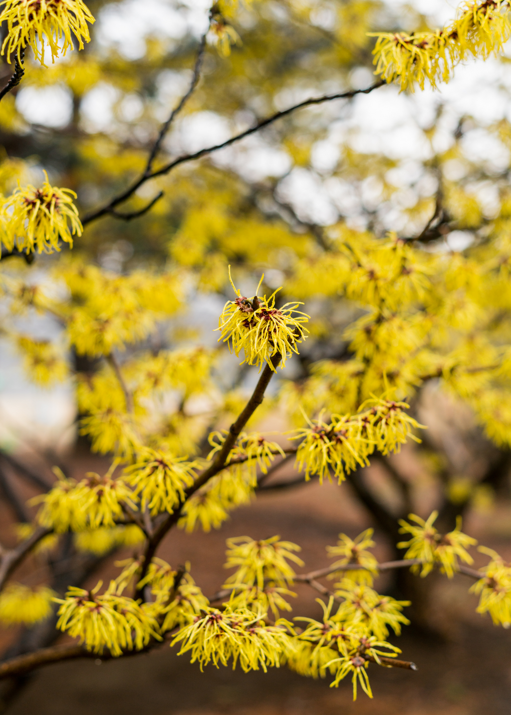 American Witch Hazel — Yellow-Flowering Shrub
