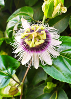 Yellow Passion Fruit Vine live plant - additional view 2