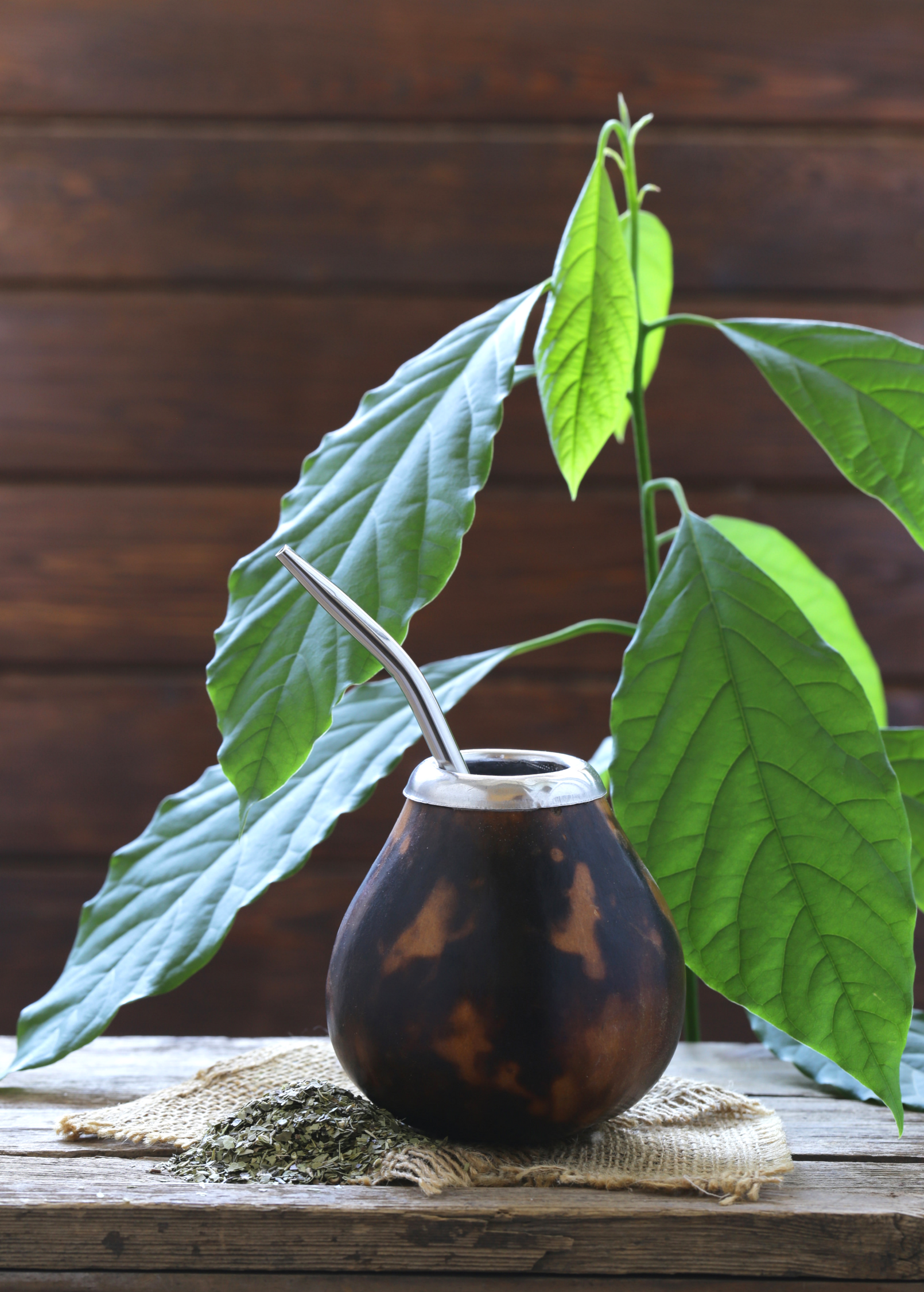 Yerba Mate Plant — Ilex paraguariensis