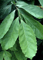 Yerba Mate Plant — Ilex paraguariensis