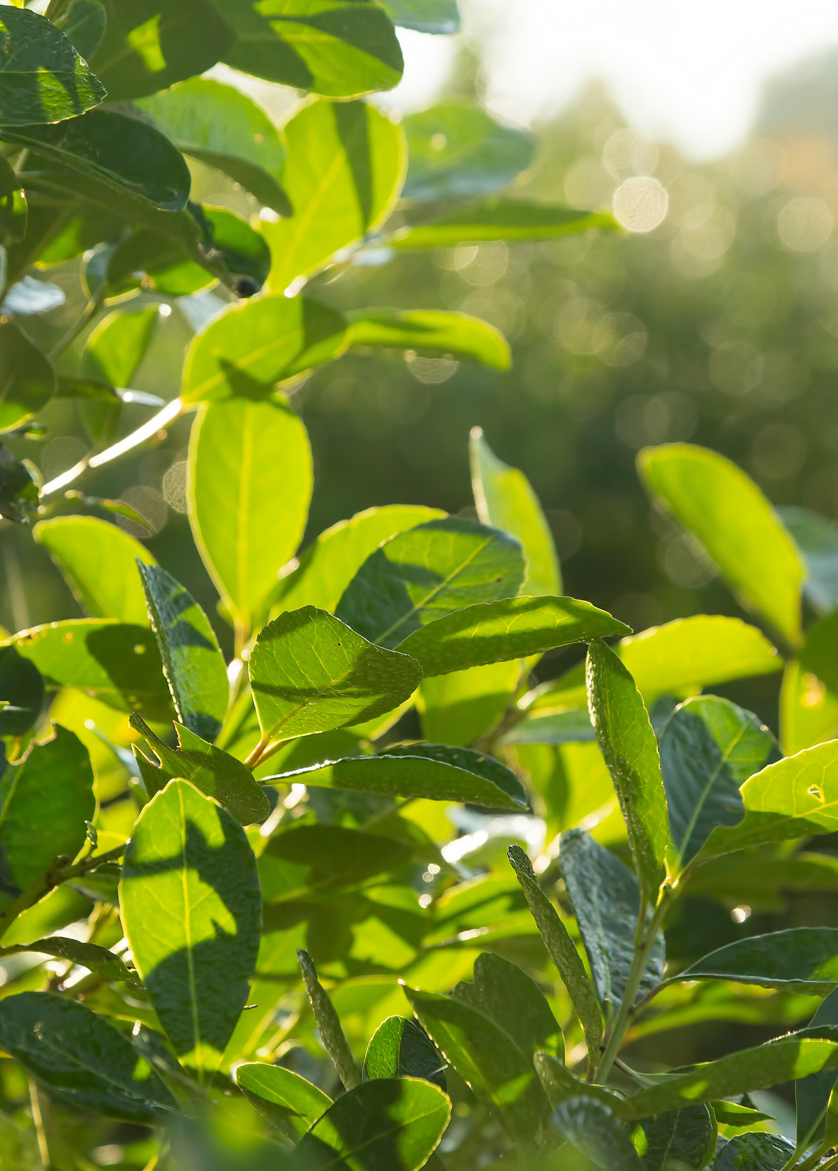 Yerba Mate Plant — Ilex paraguariensis