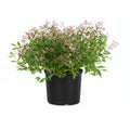 Yuki Cherry Blossom® Deutzia