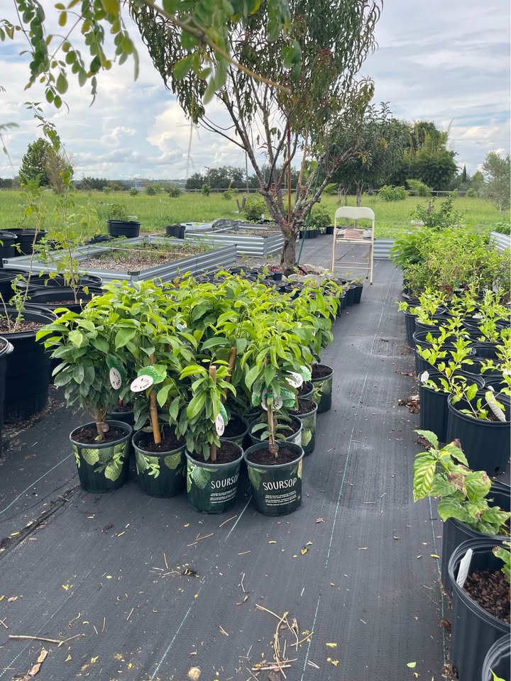 Dewar Soursop plants from previous local stock